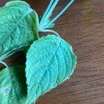 Image result for Hypoestes triflora