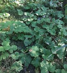 Homogyne alpina, a plant species native to europe; Washington State Noxious Weed Control Board