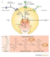 Pin On Immunology