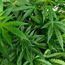 Too much blue light will divert energy to the leaves and away from the buds. How Can I Keep My Cannabis Plants From Flowering Ed Rosenthal