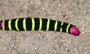 Black And Red Caterpillar Identification Black Caterpillars An Identification Guide To Common Species Black Caterpillar Caterpillar Black