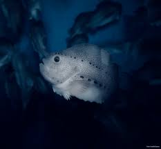 Lumpfish prefer thicker kelps. - NorseAqua