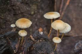 Image result for Strobilurus conigenoides