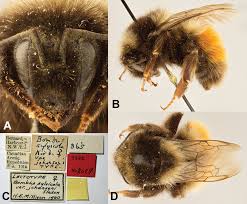 Image result for Impatiens sylvicola