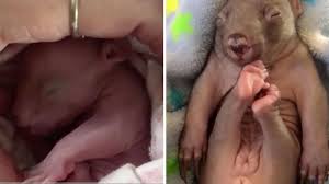 This is baby wombat by better buddies on vimeo, the home for high quality videos and the people who love them. Virales Video Vor Sicherem Tod Gerettet Frau Zieht Baby Wombat Zuhause Gross Stern De