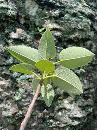Image result for Ficus muelleriana
