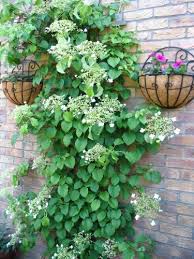 Near seating areas, choose climbers with. 50 Climbing Hydrangea Anomala Petiolaris Vine Flower Seeds On Galleon Philippines