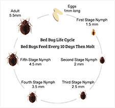 Bed Bug Life Cycle 7 Stages Of A Bed Bugs Life Cycle You
