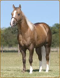 Stallion Suggestions Apha Or Aqha With Images Horses Aqha Horses Pretty Horses