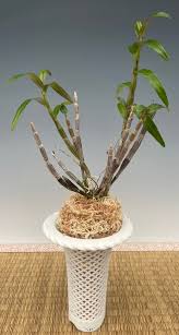 Image result for Monadenium torrei