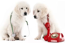 To speed up your search for. London Emergency Vets 24 Hour Vets Kensington Veterinary Care