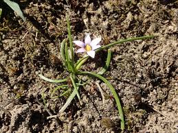 Image result for Romulea