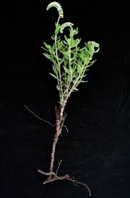 Image result for Heliotropium harareense