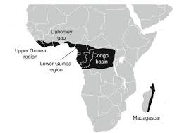 Image result for Exochaenium oliganthum