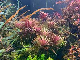 Image result for Hygrophila hippuroides