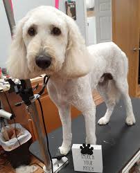 Mobile dog grooming prices will also vary based on the services you need, the area you live in. Best Dog Grooming Services In Hammond Pet Groomers In Hammond