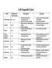 Maybe you would like to learn more about one of these? Cell Organelles Worksheet 1 Doc Biology Organelle Description Function Animal Plant Or Both Cell Wall Rigid Tough Made Of Cellulose Protects And Course Hero