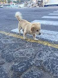Tail Wagging By Dogs Wikipedia