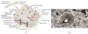 The device is marked in …. Bone Structure Anatomy And Physiology I