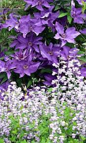 Clematis can be planted in any season, the ideal being spring or autumn. Ifs7imj8cfbywm