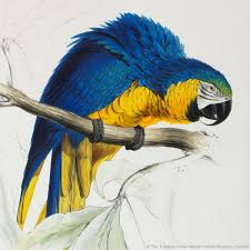 Illustrations Of The Family Of The Psittacidae Or Parrots This Blue And Yellow Macaw Ara Ararauna Painted By Edward Lear For His Illustrations Of The Family Of The Psittacidae Parrots Art Parrot Painting Bird Art