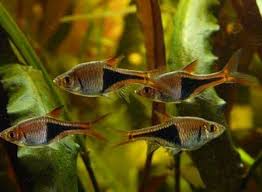 Betta Tank Mates The 10 Best Companions For Your Betta Fish Betta Fish Tank Mates Betta Tank Mates Betta Fish