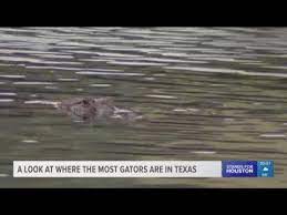We did not find results for: A Look At Where The Most Gators Are In Texas Youtube