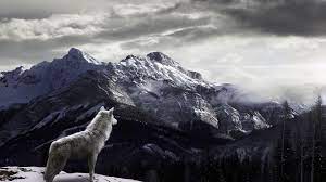 White Wolf Mountain Wallpaper Hd 2021 Live Wallpaper Hd Wolf Wallpaper Mountain Wallpaper Winter Wolves Werewolf wallpapers for mobile hd. white wolf mountain wallpaper hd 2021