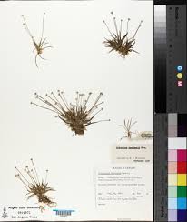 Image result for Eriocaulon transvaalicum