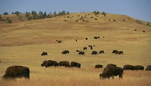 The North American Great Plains Account For A Quarter Of The Continent S Land Area Great Plains North America Plains