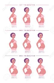 Read more about symptoms, physical changes and fetus development. Pregnant Woman With Growing Belly By Months Monochrome Vector Royalty Free Cliparts Vectors And Stock Illustration Image 126337975