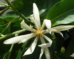 Of very similar appearance), as in magnolia, or because, although it is possible to distinguish an outer whorl of sepals from an inner whorl of petals, the. Plantant Wholesale Plants Plant Leaves Plants