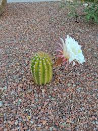 Other names for one or more cacti with this habit are the princess of the night , honolulu queen (for. My Cactus Blooms Once A Year Today Was That Day Natureismetal
