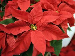 Early spring flower common in british isles having fragrant yellow or sometimes purple flowers. Vermont Garden Journal Caring For Holiday Plants Vermont Public Radio