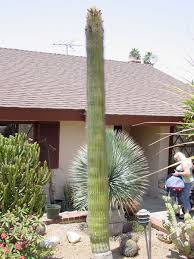 Image result for Neobolusia