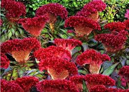 Cockscomb Seeds Rare Flower Seeds Tail Celosia Cristata Seed Beautiful Bright Ornamental Ornamental Plants Indoor Plants Plants