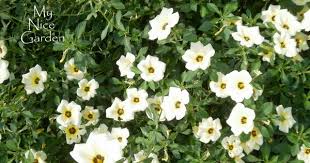 Image result for Turneraceae