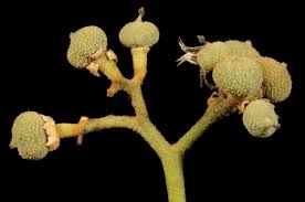 Image result for Lepidotrichilia volkensii