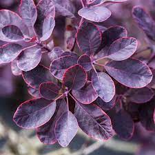 Maybe you would like to learn more about one of these? Cotinus Coggygria Royal Purple Roter Peruckenstrauch Royal Purple Baumschule Bohlje