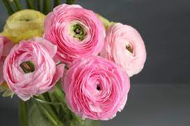 Growing Ranunculus The Correct Way To Plant Bulbs In 2020 Planting Bulbs Spring Plants Flower Garden