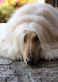 afghan hunde windhunde windhund