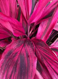 Image result for Cordyline