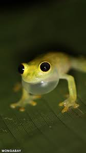 Pictures of reptiles and their names. Rainforest Reptiles Amphibians