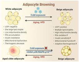 Image result for Beige 1977 Caloric