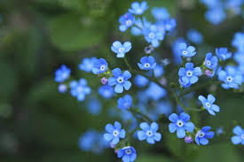The seeds can lay dormant in the soil until they deem it is a suitable time to sprout for up to thirty years and germinate when conditions become favourable. Forget Me Not Day Fun Holiday
