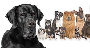 Great dane and cane corso mix. Great Dane Mixes Check Out These Large And Unique Hybrid Dogs