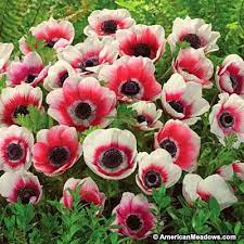 Anemone Bulbs Bi Color American Meadows Bulb Flowers Anemone Flower Spring Flowering Bulbs