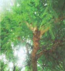Image result for Acacia ataxacantha