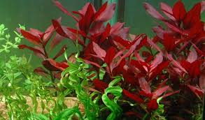 Welcome to mainam aquatic plant : 9 Red Aquarium Plants For Aquascape 2021