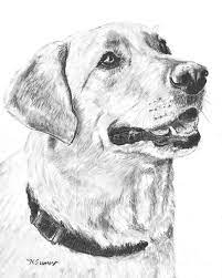 Learn how to draw a cute puppy (labrador retriever) step by step! Charcoal Drawing Yellow Lab In Profile Drawing By Kate Sumners